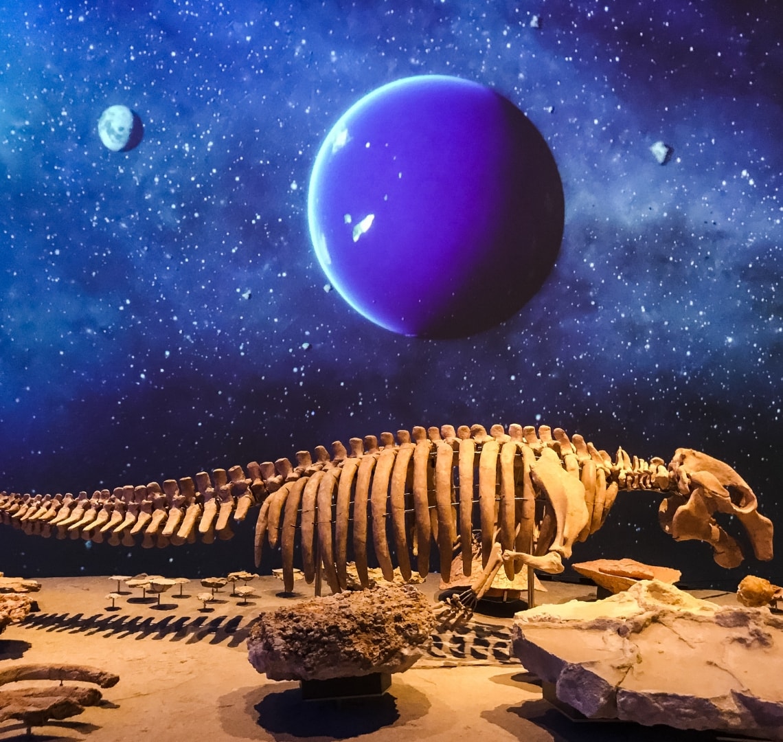 National Museum of Qatar - A dugong skeleton in front of an impressive digital visual display