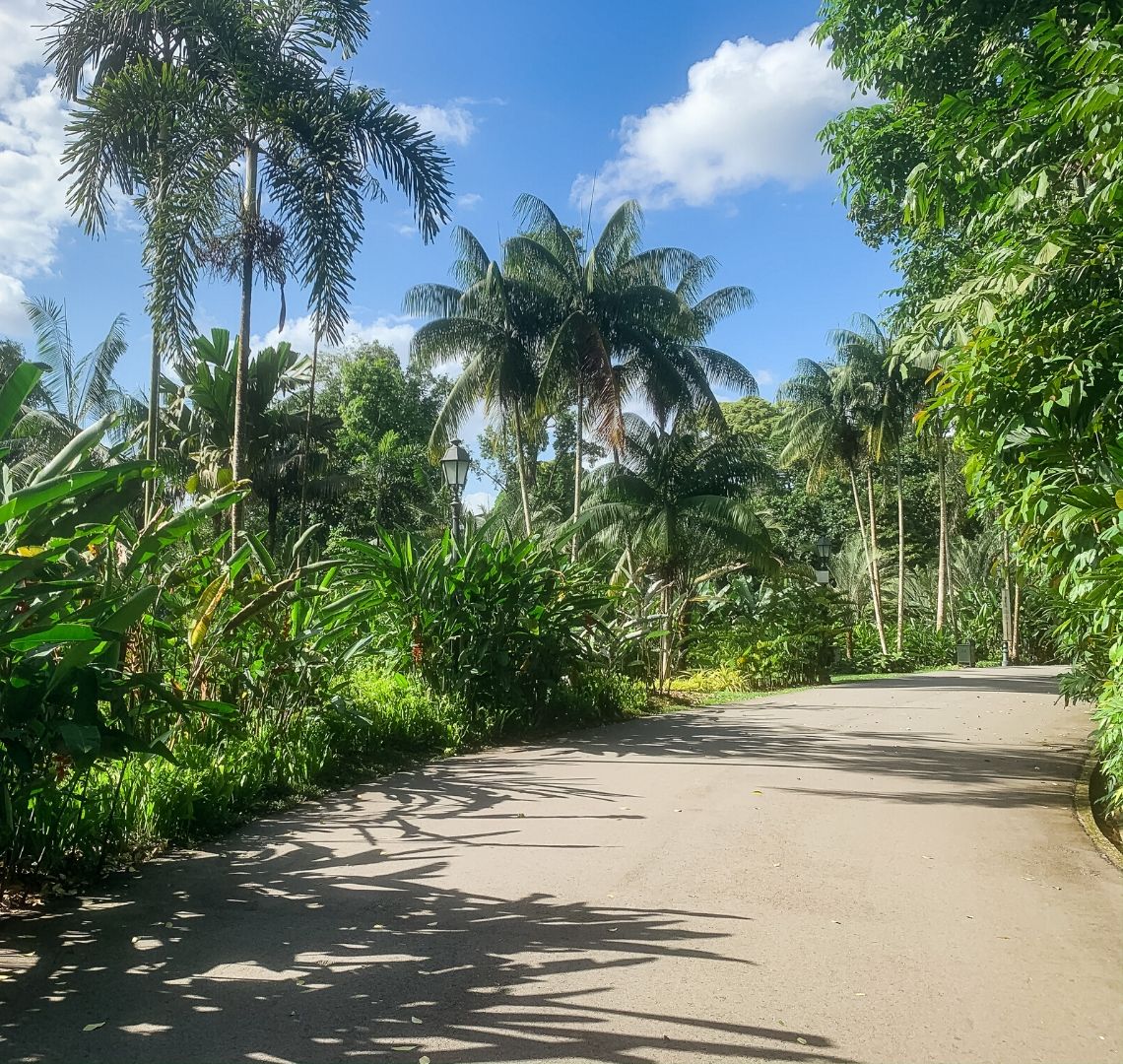 The Expat Bubble - A paved road in Singapore Botanic Gardens curving round to the right. There are lots of palm trees and green tropical plants, the sky is blue with a few clouds in the sky.