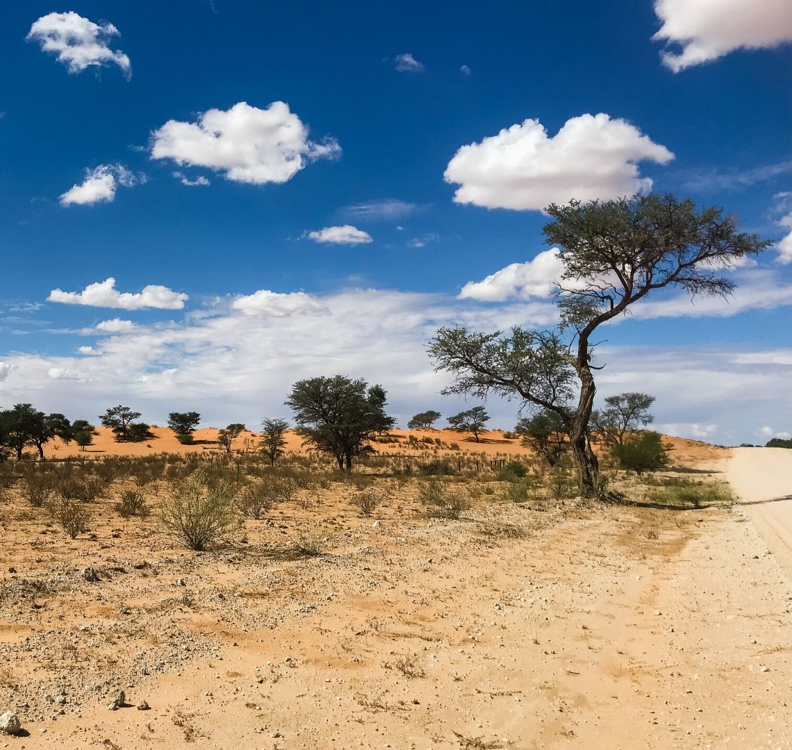 5 Things You Need To Know Before A Self-Drive Safari In Namibia - A clear blue sky with some fluffy white clouds. The ground is sandy scrub land with some grasses and a few trees. There is one larger tree that silhouettes against the sky.