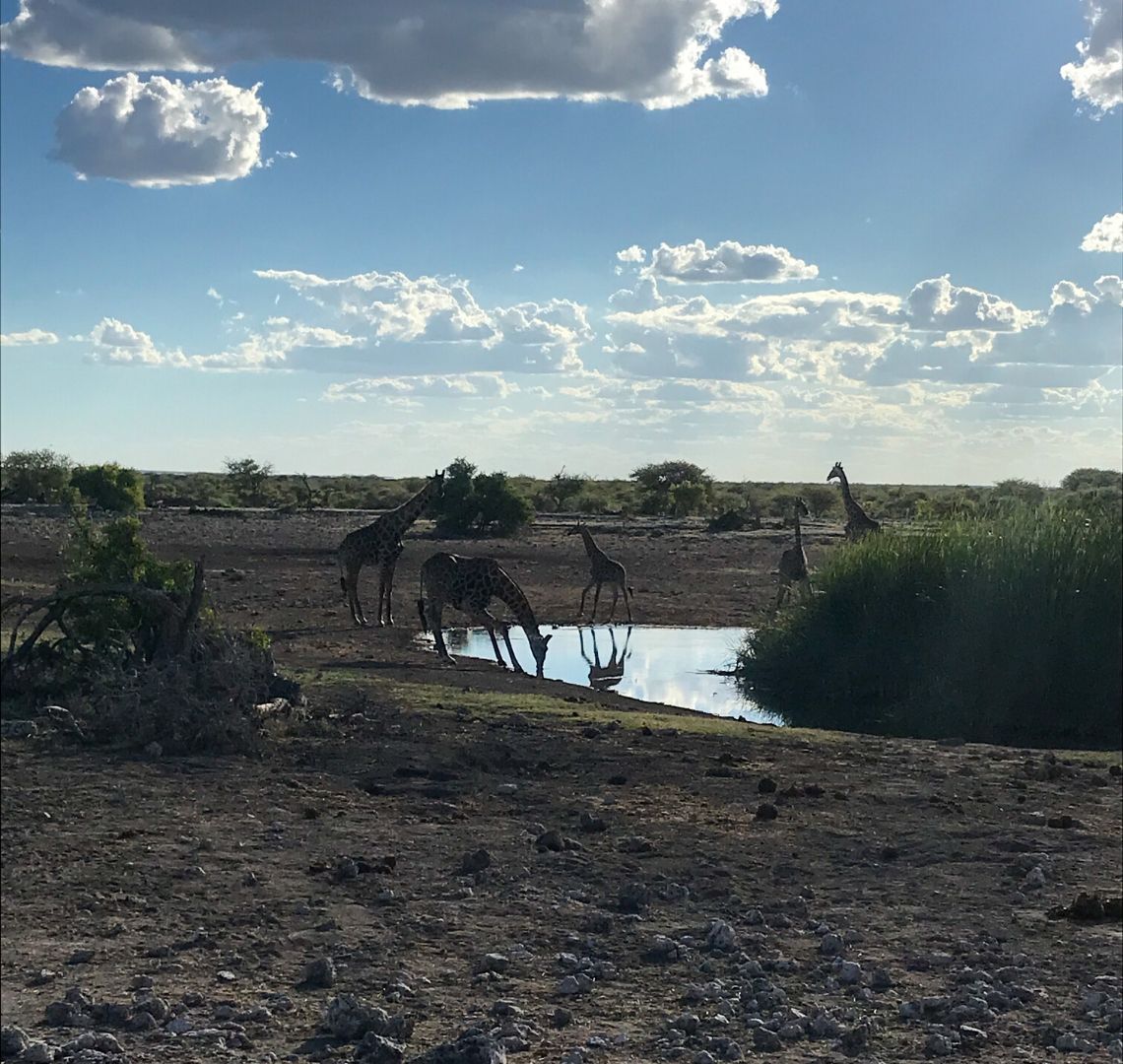 2 Week Namibia Itinerary - 5 giraffes at a watering hole at sunset in Etosha. One has bent it's knees to drink while the other 2 adults keep a look out. There is green vegetation in teh middle of teh watering hole and the sky is reflected in teh water. 