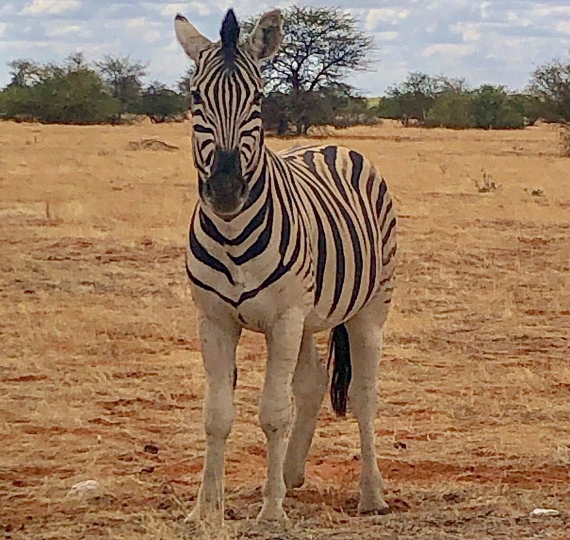 2 Week Namibia Itinerary - a zebra takes up most of this photo. It is stood on red sand covered in dry, yellow grass. In the background there are some small green trees and shrubs. The zebra is looking directly at the camera.