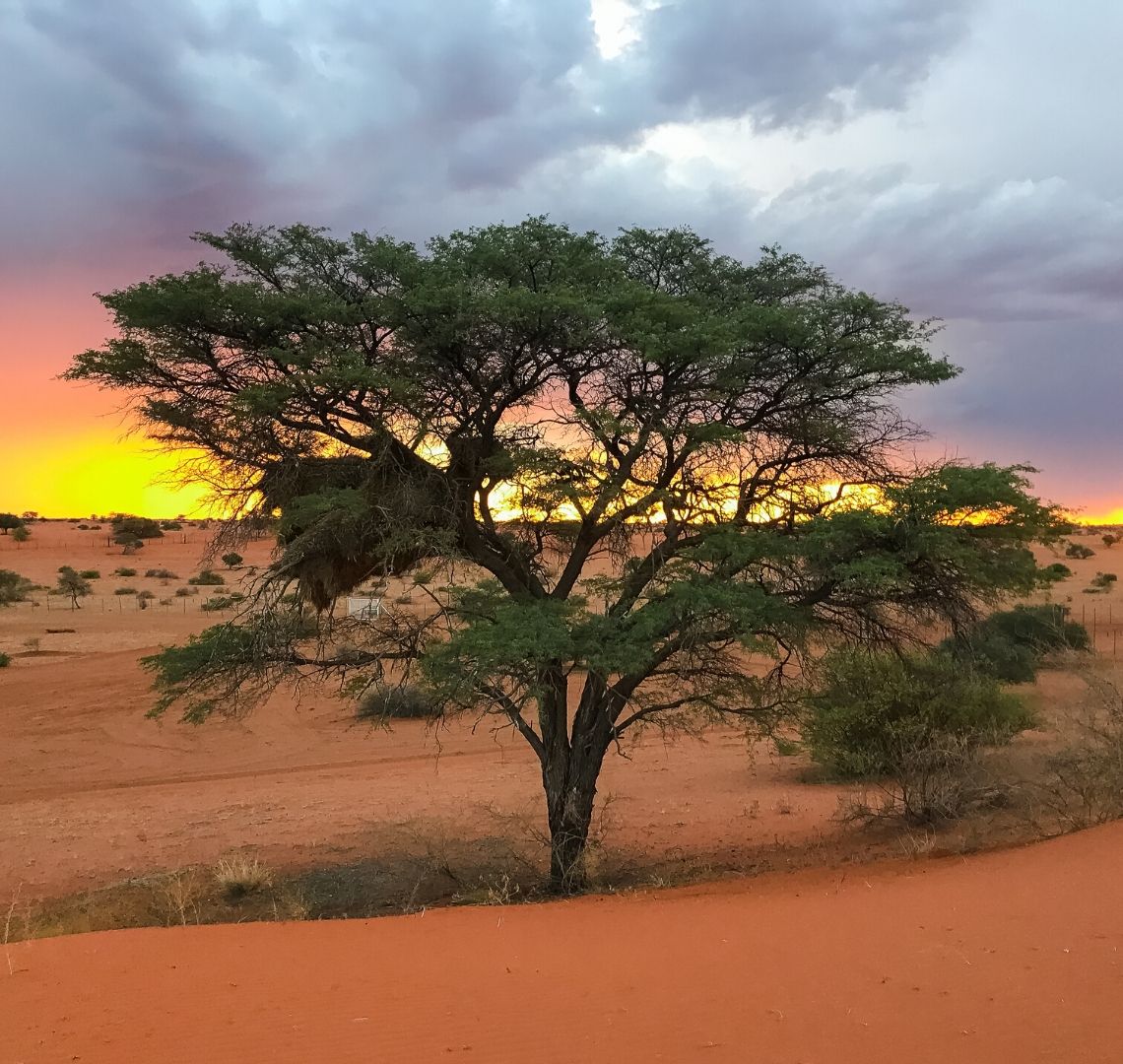 2 Week Namibia Itinerary - sunset in the Kalahari, this is a green tree in the foreground growing out of burnt red sand. On the horizon is a bright red, yellow and orange sunset with purple and grey storm clouds on the right