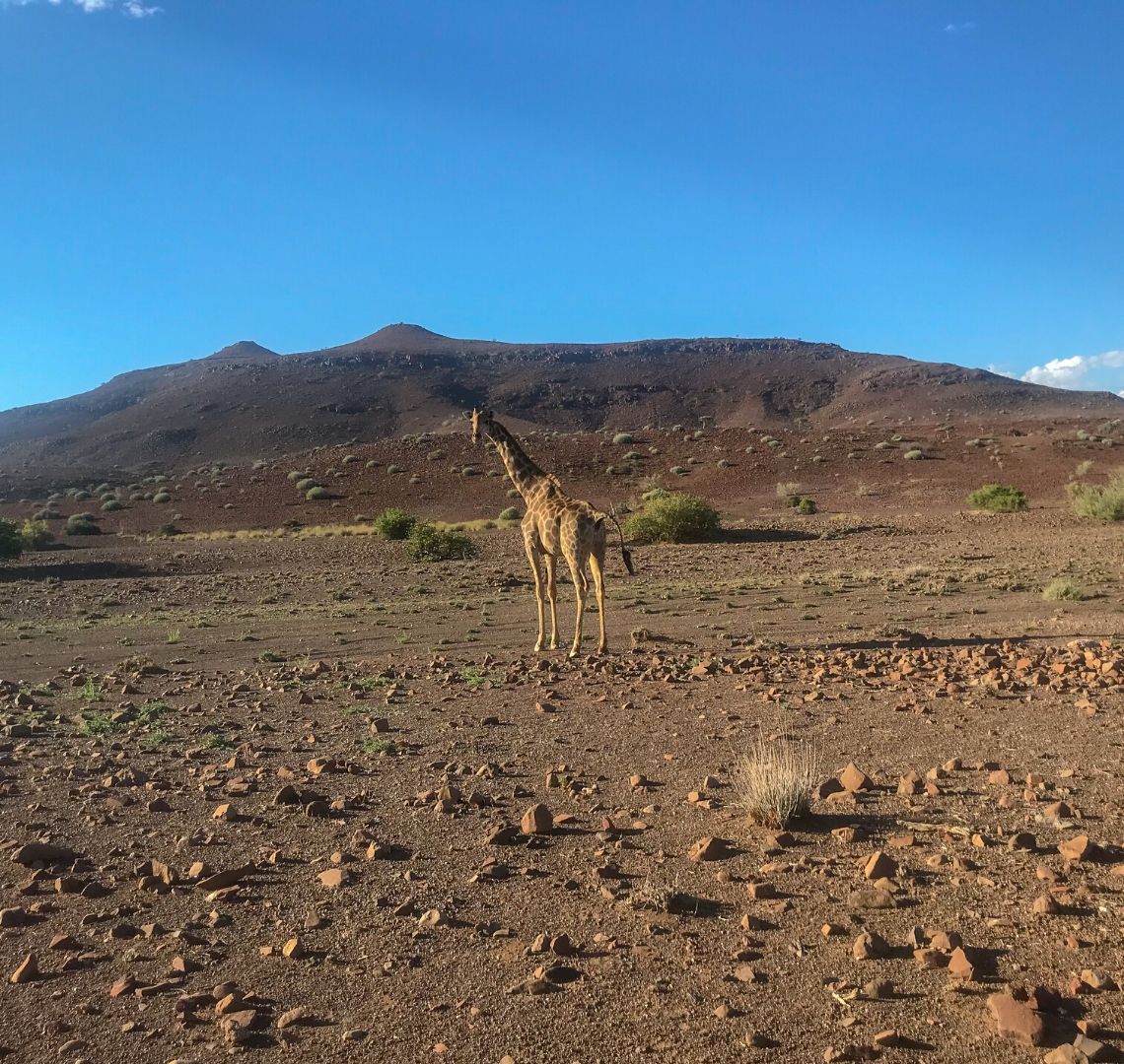 2 Week Namibia Itinerary - a lone giraffe standing on scrubby ground in Palmwag Concession area. It has turned to look at us as if to marvel at us as much as we marvel at it.