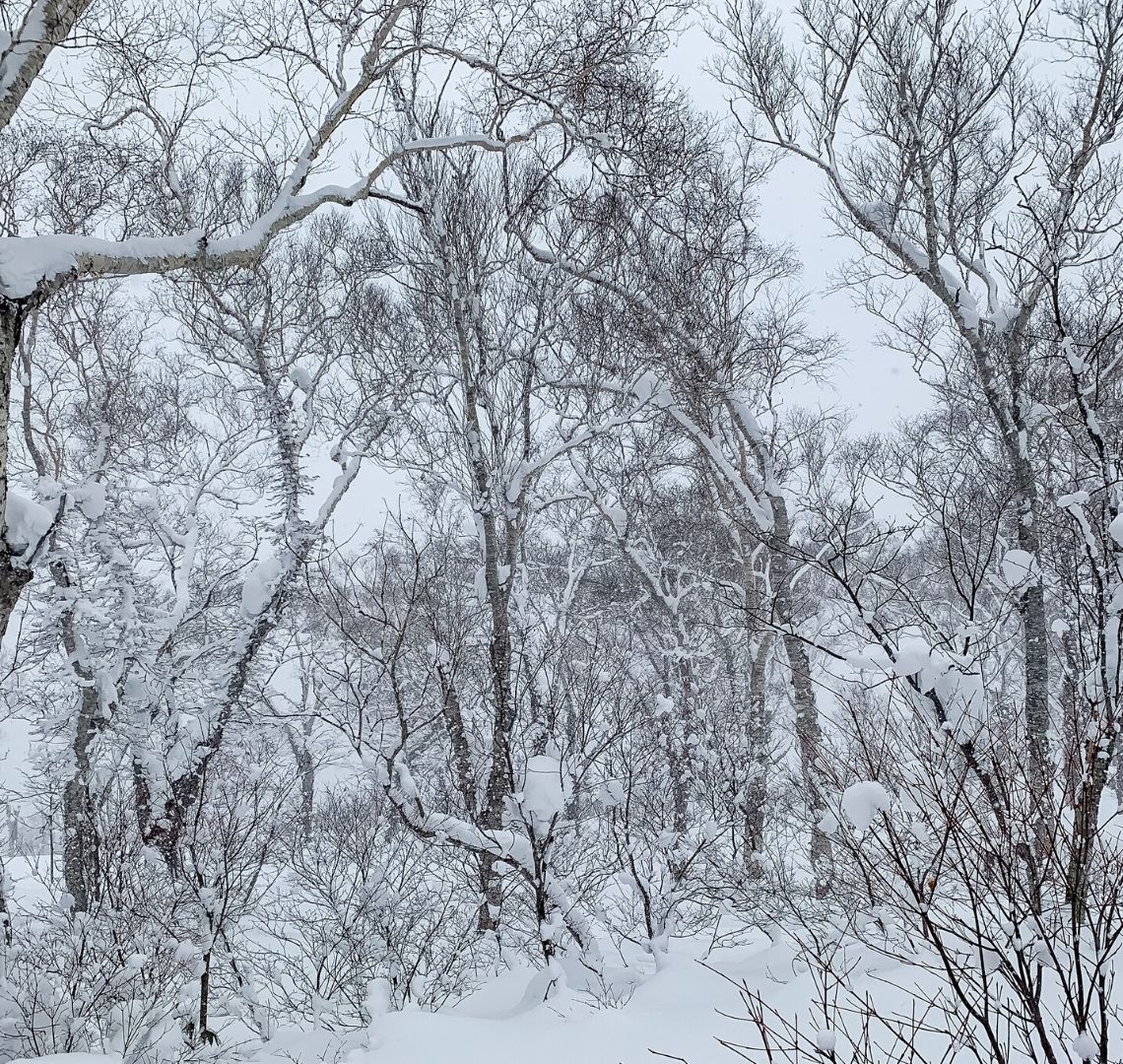 5 reasons to go family skiing in Niseko - I took this photo when I was right in the middle of the trees ,it had just stopped snowing and the trees were heavy with snow and the sky is still white. 