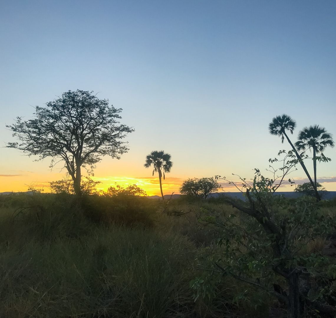 Best travel journals for kids - sunset in Namibia with trees silhouetted against the sky
