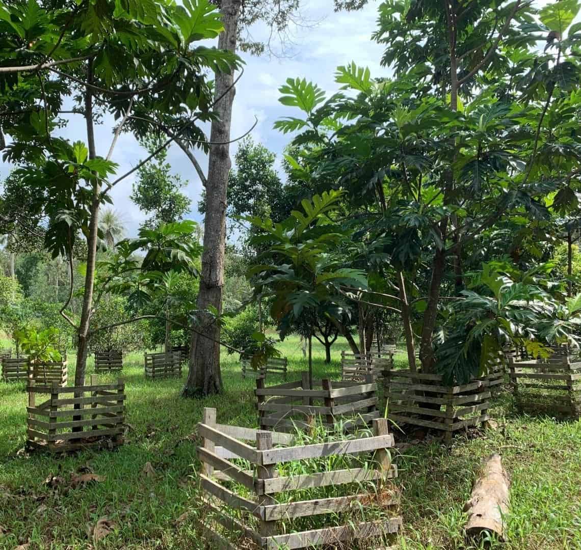 Ubin Fruit Orchard. There are a number of trees, each surrounded by a protective wooden fence. There are lots of very green leaves and the grass is green. Through the trees you can see a very watery blue sky. 