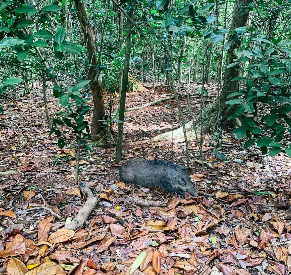 A wild boar is in teh middle of the image. It is lying down on a floor of fallen leaves that are vary-ious shades of brown and yellow. there are several shrubs and trees around. 