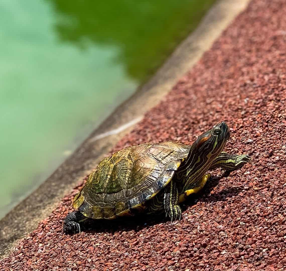 The main subject, a turtle with intricate patterns all along it's head, neck, legs and shell is in focus. It is on a red paved sloped surface which is also in focus. In the background and out of focus is the green water of a pond.