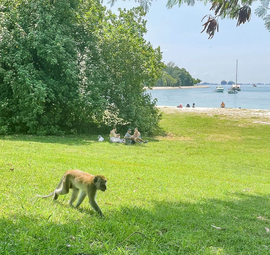 A large grassy area with a monkey in the foreground crossing it. In the background is a family picnicking. the beach with some more people, the lagoon with three boats and the open sea with some container ships. 
