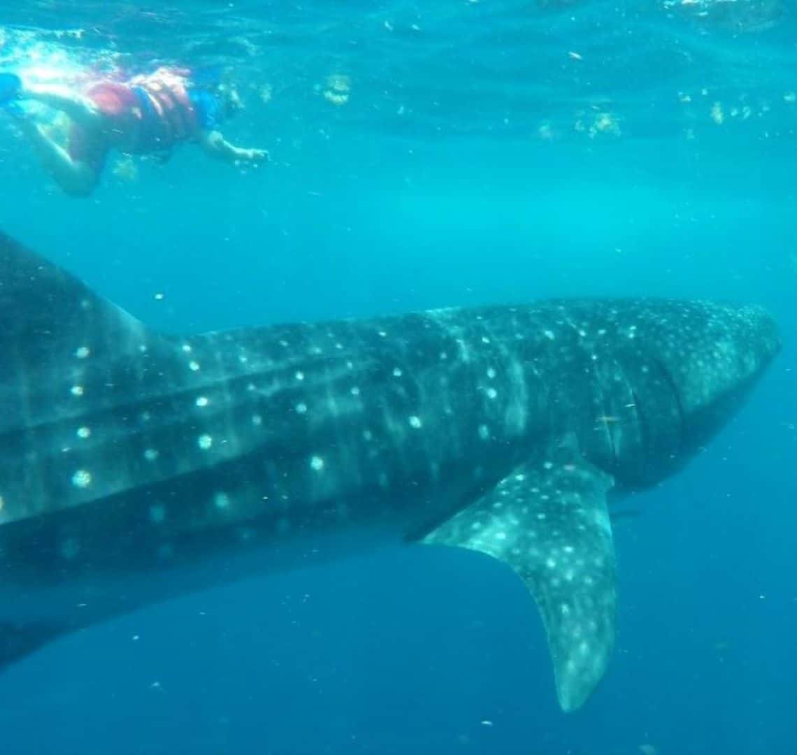 Close up underwater shot of a whale shark (front half only). There is a person in a life vest swimming / snorkelling above the shark 