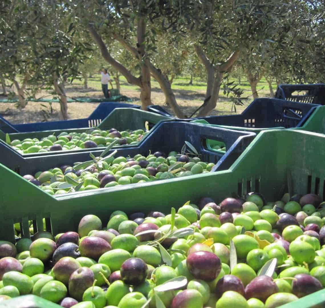 Image of several boxes filled with olives in an olive grove. 