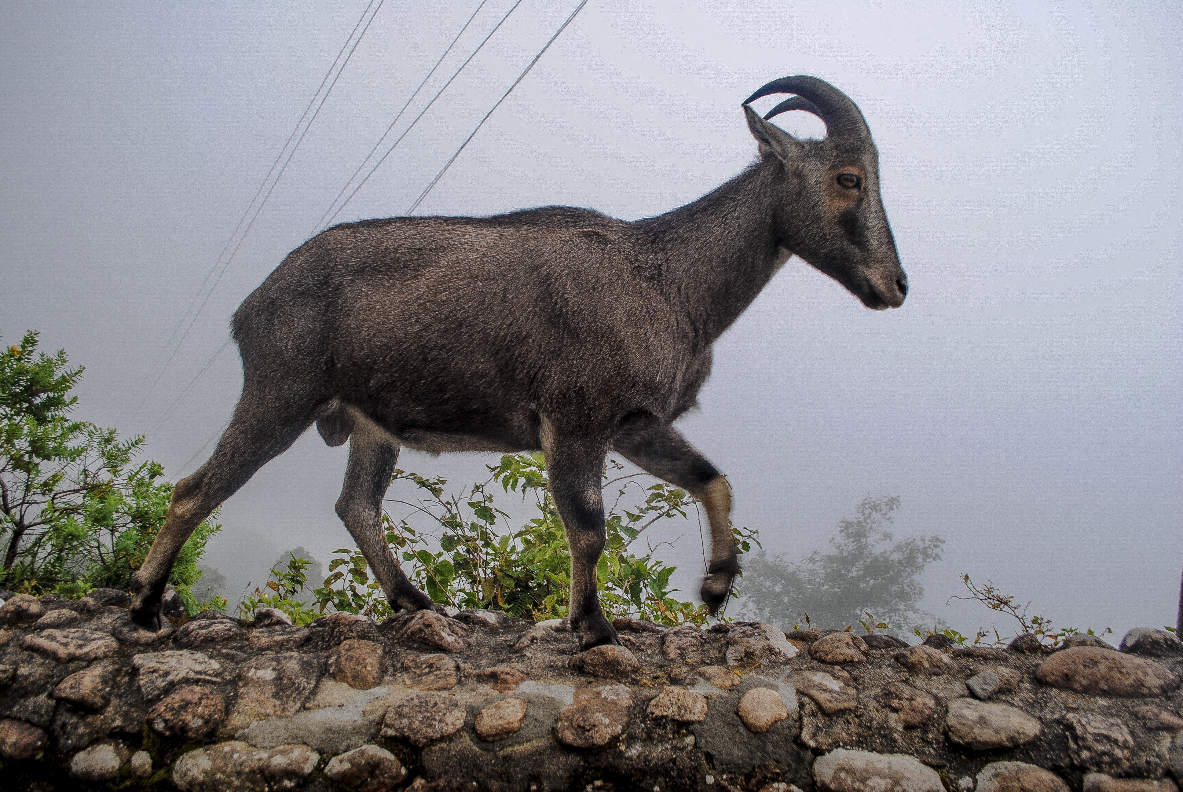Rajamalai / Eravikulam Wildlife Sanctuary | Mountain Goat called a Nilgiry Thar