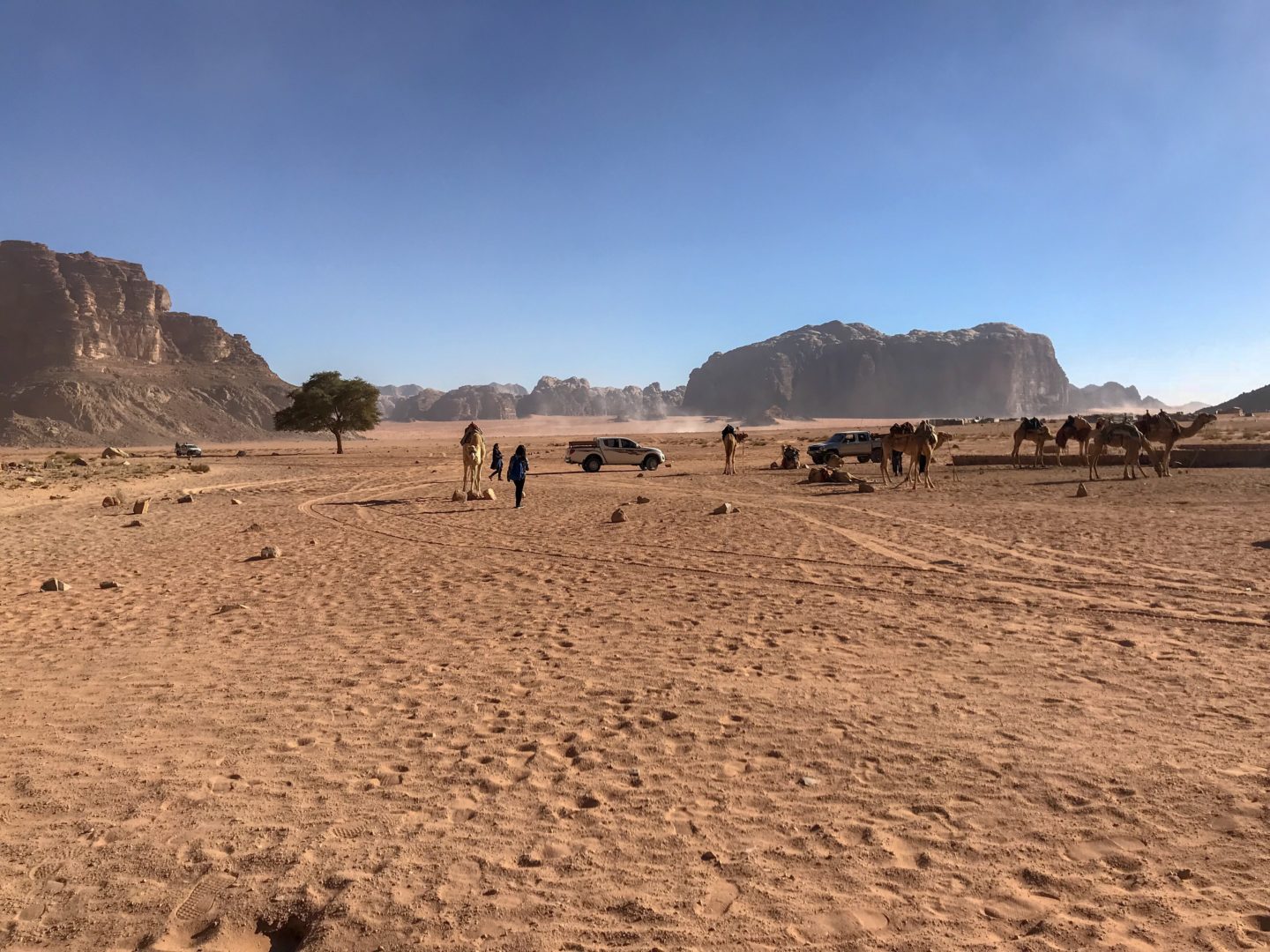 Camels tethered in the middle of Wadi Rum - Jordan Adventures Part 4 - Wadi Rum